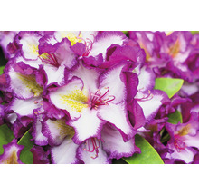 Detail kvetov rododendronu