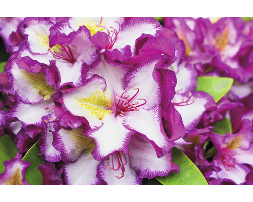 Detail kvetov rododendronu