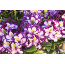 Detailný záber kvetu rododendronu s fialovými a bielymi okvetnými lístkami