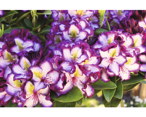 Detailný záber kvetu rododendronu s fialovými a bielymi okvetnými lístkami