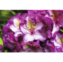 Detail kvetu rododendronu