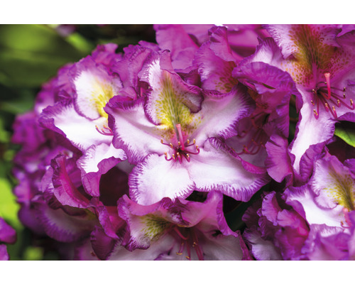 Detail kvetu rododendronu