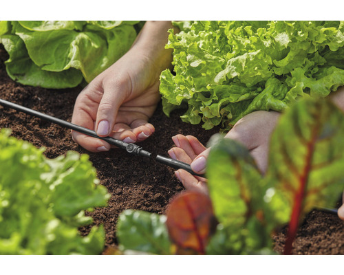 Záhradný zavlažovací systém je položený medzi rastliny šalátu