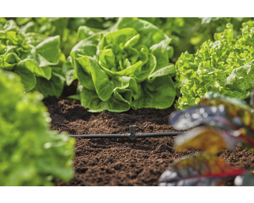 Zeleninová záhrada so šalátom a zavlažovacím systémom