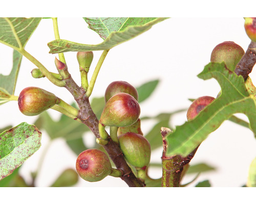 Konár figovníka so zrelým ovocím a zelenými listami