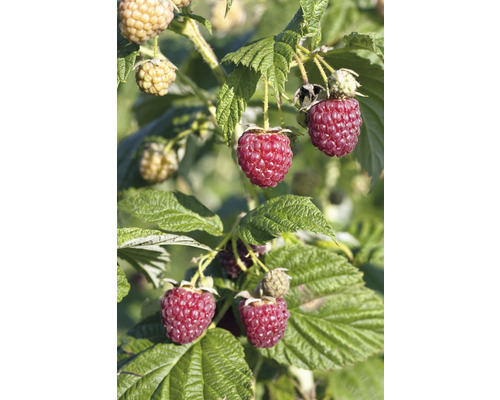 Malina bio Rubus 'Little Sweet Sister' 10-20 cm FloraSelf Floralie 'záhradkárčenie s deťmi' kvetináč Ø 13 cm