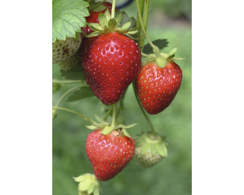 Jahodník so zrelými a nezrelými plodmi