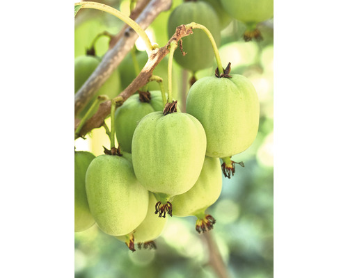 Kiwi bio samoopelivé Actinidia 'Issai' 10-20 cm FloraSelf Floralie 'záhradkárčenie s deťmi' kvetináč Ø 13 cm