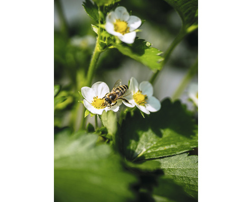 Jahoda BIO 'Delizzimo' FloraSelf Floralie záhradkárčenie s deťmi 5-10 cm kvetináč Ø 13 cm