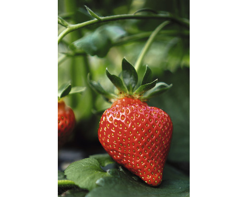 Detailný pohľad na jednu zrelú jahodu na rastline.