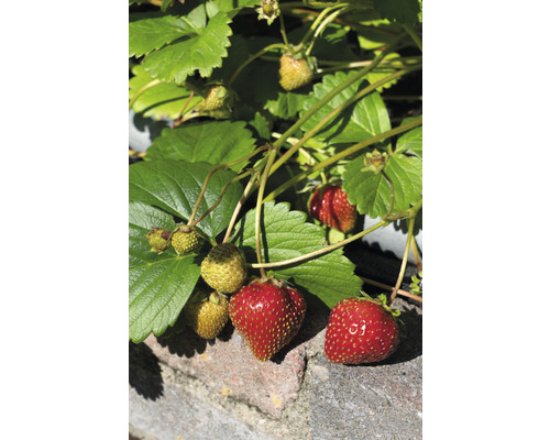 Jahodník so zrelými a nezrelými jahodami