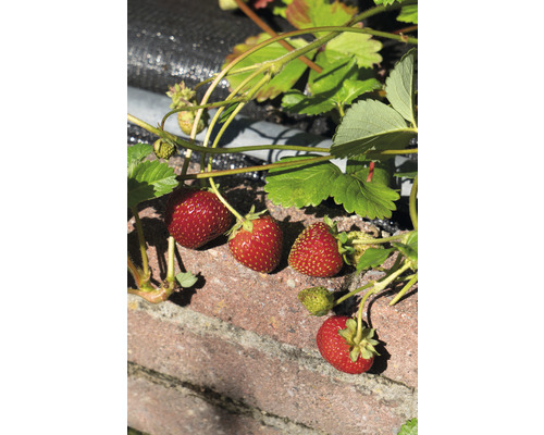 Jahody rastú na stene v záhrade.