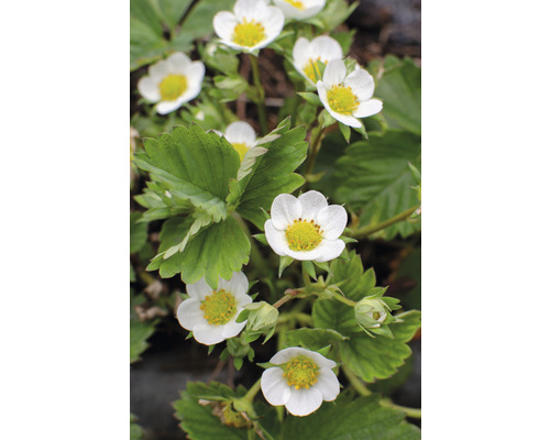 Jahodník s bielymi kvetmi a zelenými listami