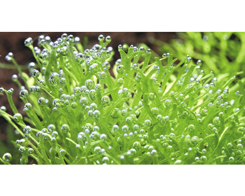 Detailný pohľad na jávsky mach s bublinkami kyslíka