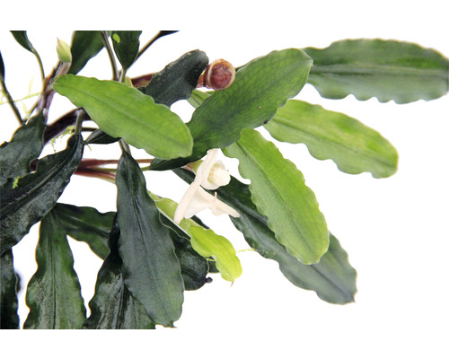 Detailný záber akváriovej rastliny Bucephalandra s kvetom a listami.