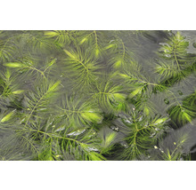 Rohatec ponorený vo vode