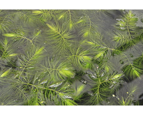 Rohatec ponorený vo vode