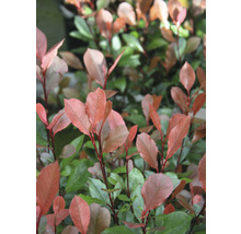 Photinia Fraseri Red Robin živý plot