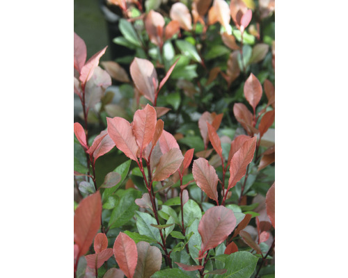 Photinia Fraseri Red Robin živý plot