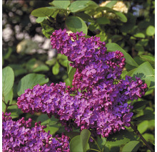 Kvetenstvo orgovánu obyčajného s listami