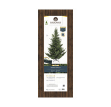 Balenie umelého nórskeho smreka so stojanom