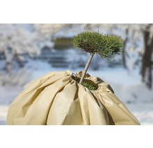 Rastlina so zimným ochranným obalom