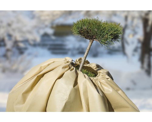 Rastlina so zimným ochranným obalom