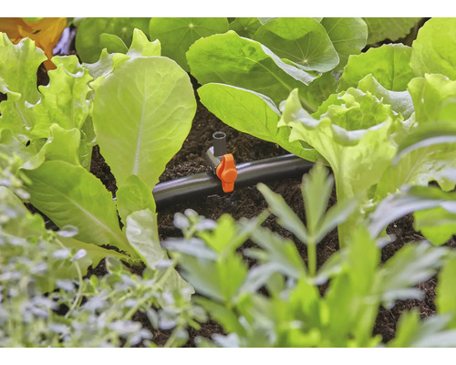 Detail zavlažovacieho systému medzi šalátmi v záhradnom záhone.