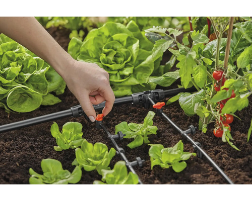 Záhradný zavlažovací systém s kvapkovou hadicou a zeleninou v záhone