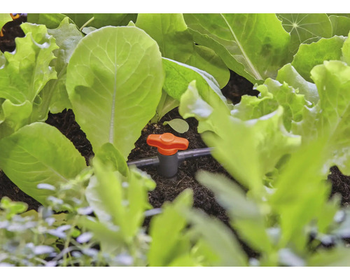 Zavlažovací systém so šalátom v záhradnom záhone