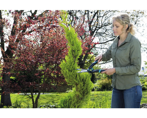 Žena strihá cypruš nožnicami na živý plot v záhrade.