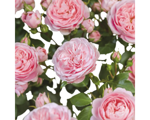 Detailný záber na ružové kvety ruží so zelenými listami