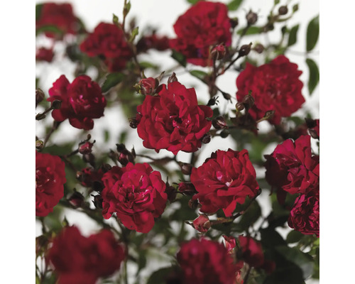 Detail červených kvetov ruží