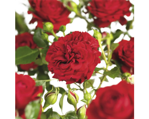Ruža popínavá 'Grand Award' FloraSelf Rosa 'Grand Award' kvetináč 3 l