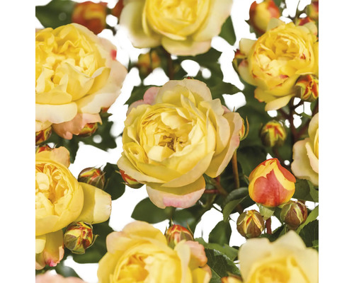 Ruža záhonová FloraSelf Rosa 'Lampion' kvetináč 3 l