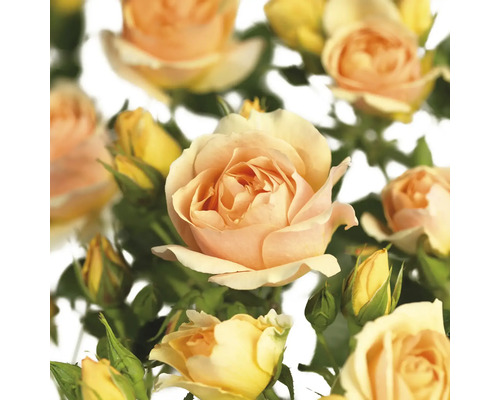 Ruža na kmienku 90 cm FloraSelf Rosa 'Hansestadt Rostock' kvetináč 6,5 l