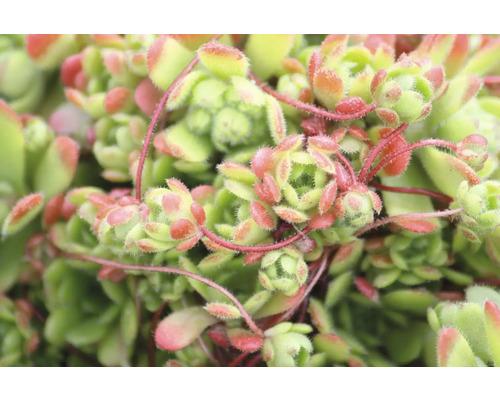 Detailný záber rastliny skalnice