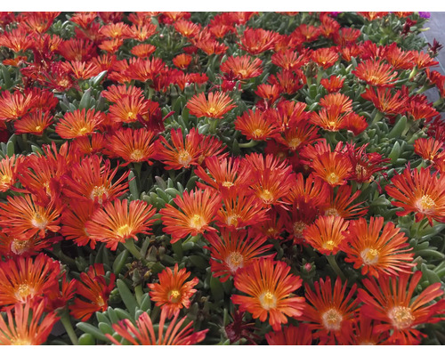 Detailný záber obedovky s zelenými listami a početnými kvetmi