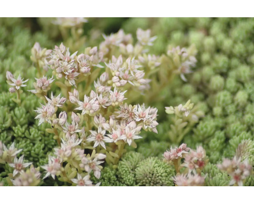 Detailný záber rozchodníka s kvetmi