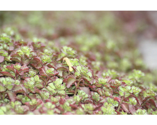 Detailný pohľad na rastlinu rozchodníka