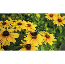 Kvety rudbeckie s motýľom