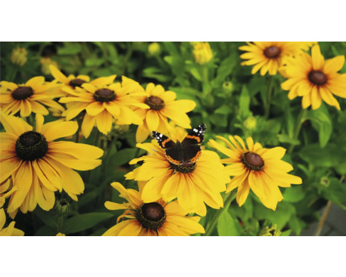 Kvety rudbeckie s motýľom