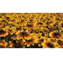 Pole kvetov Rudbeckia v záhrade