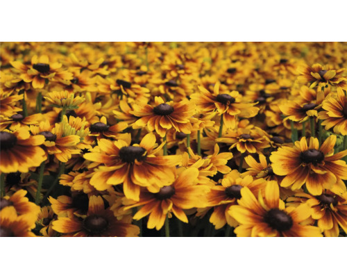 Pole kvetov Rudbeckia v záhrade