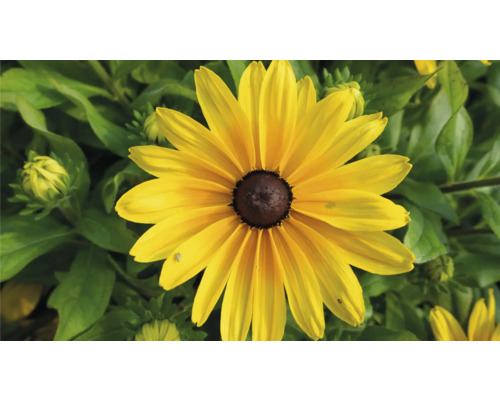 Žltá rudbekia v záhone