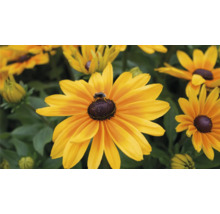 Detail kvetu rudbeckie so včelou.