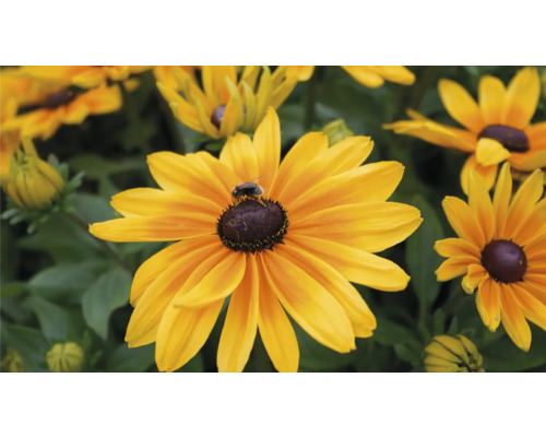 Detail kvetu rudbeckie so včelou.