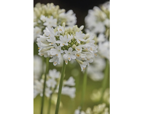 Detail bielej okrasnej ľalie