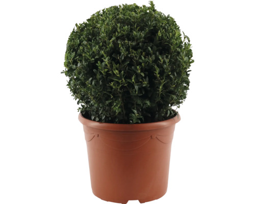 Krušpán guľa FloraSelf Buxus sempervirens priemer 35-40 cm kvetináč 12 l