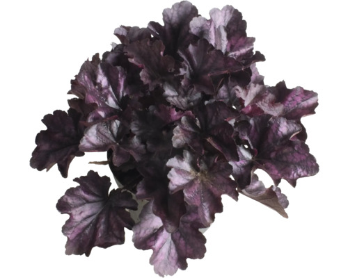 Dlužicha Heuchera 'Indian Summer Purple' výška 5-20 cm kvetináč 1,5 l